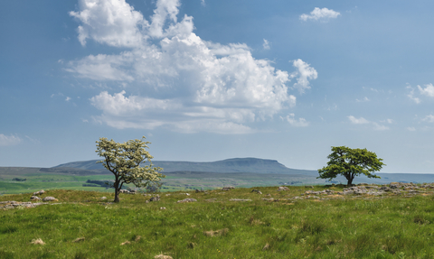 Looking out across Ashes Shaw & Pen-y-Ghent - there are 2 trees either side of the shot and rolling hills in the distance. The sky is blue with a few fluffy scattered clouds.