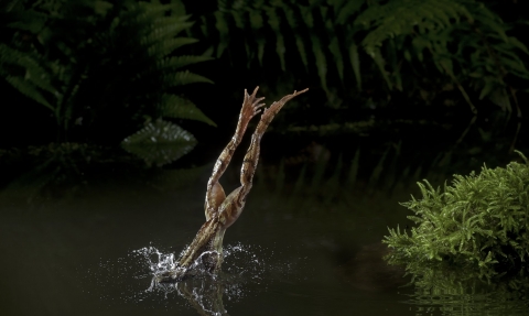 Common frog (c) Dale Sutton/2020vision