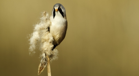 Discover Our Nature Reserves | Yorkshire Wildlife Trust