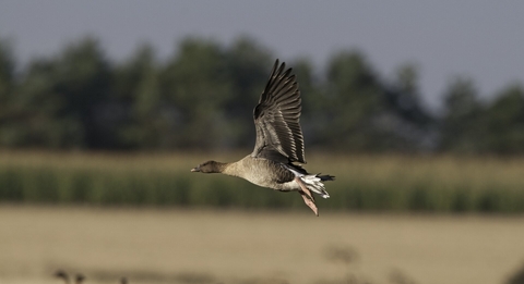 Pink footed geese put on dazzling displays Yorkshire Wildlife Trust