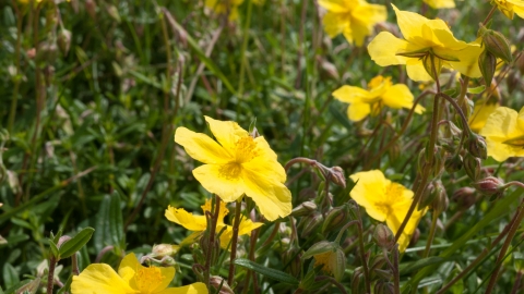 Lowland limestone grassland