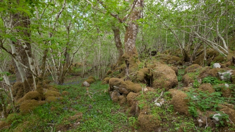 Upland mixed ash wood