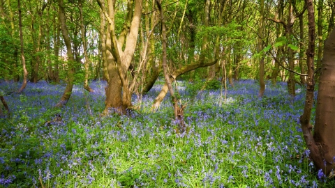 Hollinhurst Wood Nature Reserve