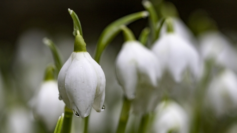 Snowdrop credit Chris Lawrence