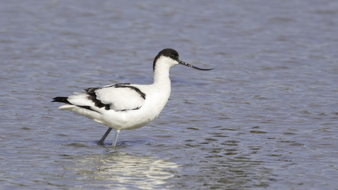 Avocet © Barry Wardley 2020