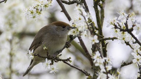 female Blackcap © Barry Wardley 2021