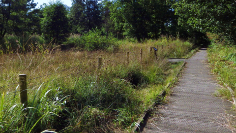 A sunny day at Askham Bog. Photo by Lana Huntley