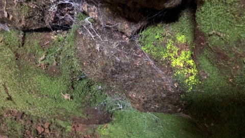 A patch of goblin's gold, a luminous green moss, growing on a cobweb covered stone wall