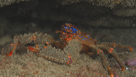 spiny squat lobster