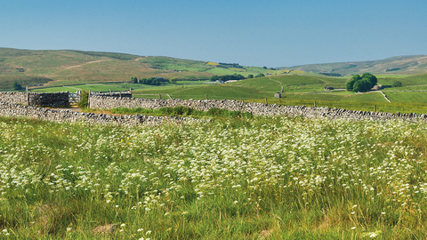 A wildflower meadow filled with beautiful white flowers.