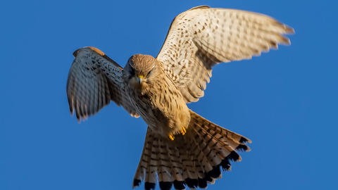 Kestrel looking down whilst in flight looking for prey on a clear blue sky background.