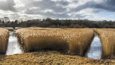 View through the reed beds on a nature reserve