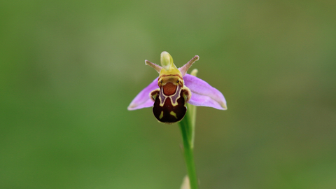 singular bee orchid - looks like a bee resting on purple petals