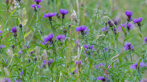 Purple wildflowers