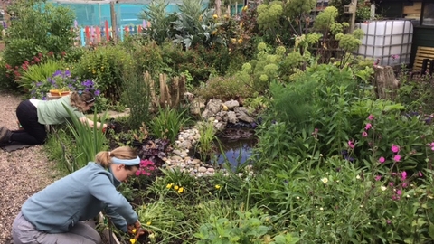 2 women knelt down spaced about 2 metres away from each other, both planting up plants into a large ground level bedding area in a community garden. There is a pond in the middle of the area and it is full of green shrubbery and colourful flowers.