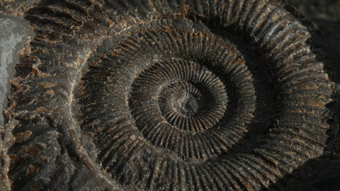 A close up of the swirl of an ammonite fossil