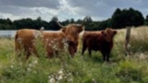 2 Highland Cows in a field