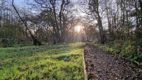 View of a boardwalk next to some grass on a boggy nature reserve. There is low autumn sunlight soming through the trees