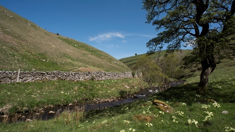 A small stream winding through a field, with a dry stone wall on the far side and a tree in the foreground. Yellow primroses grow in clusters in the grass.