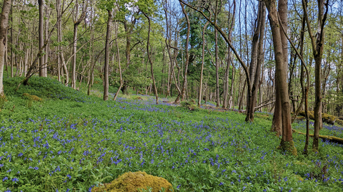 A bluebell carpet at Grass Wood