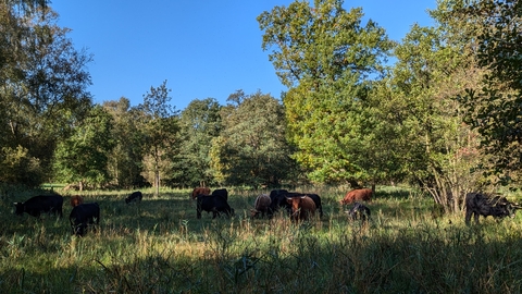 Askham Bog reserve in summer with cattle grazing