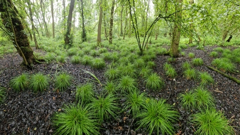 Tufted green clumps growing among bare soil under young trees