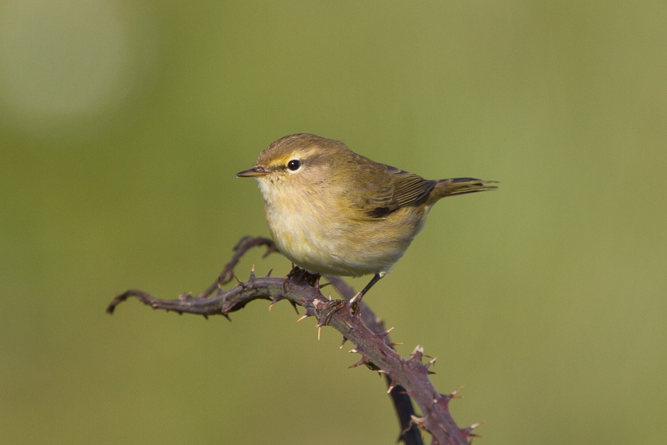 Sherburn Willows | YWT