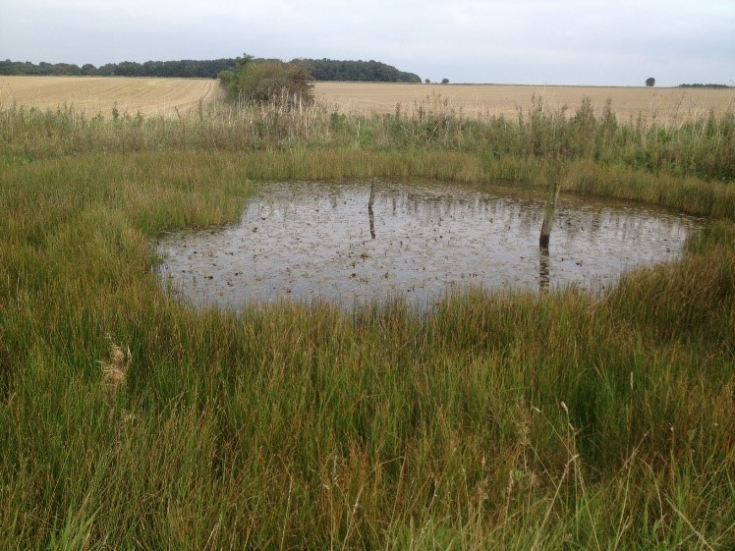 Restoring and managing dew ponds | Yorkshire Wildlife Trust