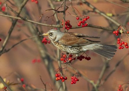 Fieldfare with Rowan berries