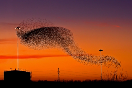 Starling Murmation - Phil Selby