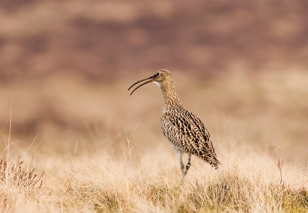 Curlew