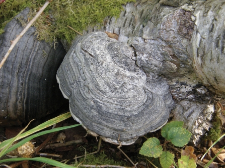 Hoof fungus credit Rob Stoneman