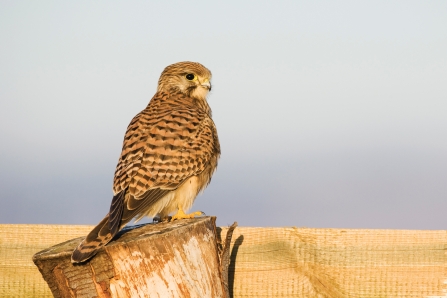 Kestrel sat on a wooden perch