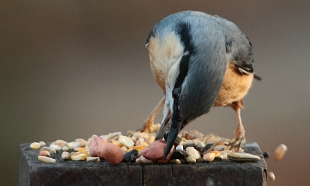 Nuthatch - Adel Dam