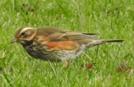 Redwing - AdelDam