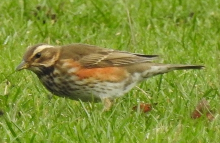 Redwing - AdelDam