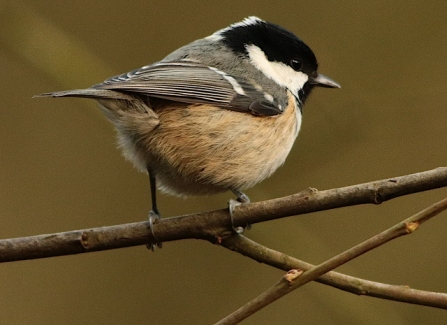 Coal_Tit - AdelDam