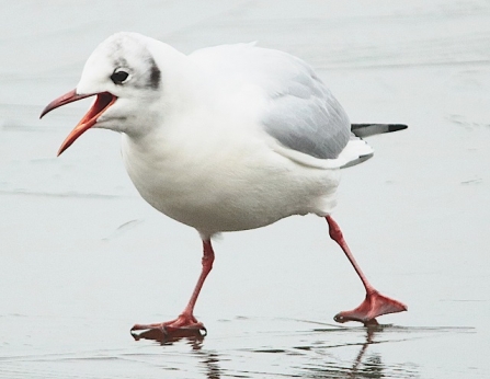 Black-headed gull - Adel Dam