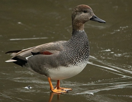 Gadwall - AdelDam