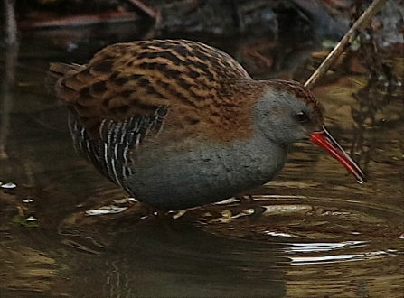 WaterRail - AdelDam