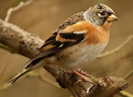 Brambling - AdelDam