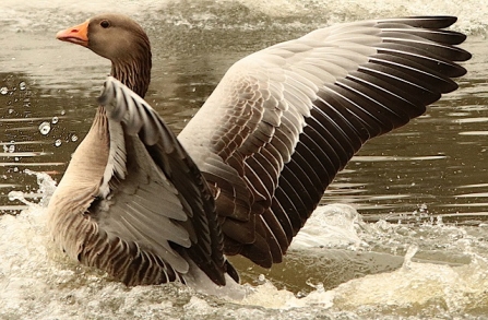 Greylag goose - AdelDam