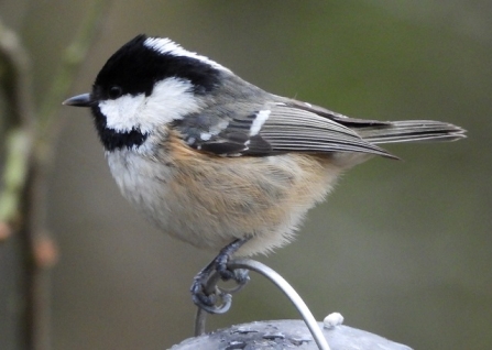 Coal_Tit - AdelDam