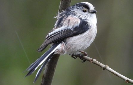 Long-tailed tit - AdelDam