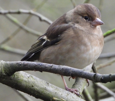 Chaffinch - AdelDam