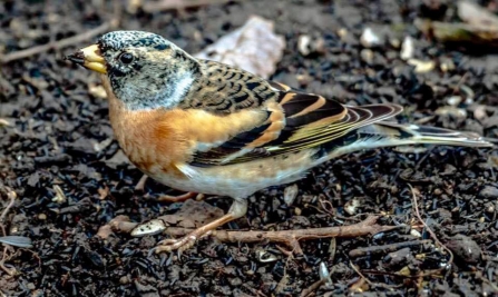 Brambling - Adel Dam