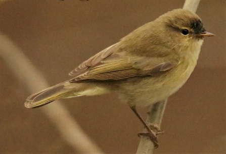 Chiffchaff - Adel Dam