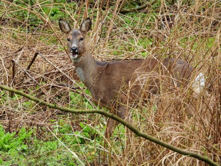 Roe Deer - Adfel Dam