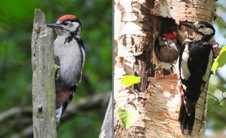 Great spotted woodpecker - Adel Dam