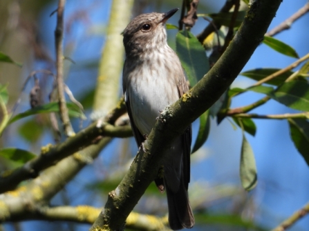 SpottedFlycatcher - Adel Dam